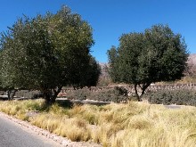 Thumbs/tn_z.Grace Cafayate (2).jpg